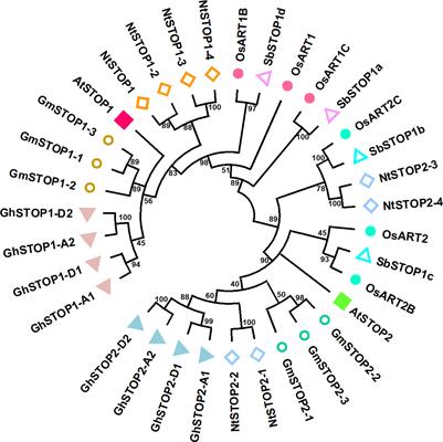 STOP1 and STOP1-like proteins, key transcription factors to cope with acid soil syndrome